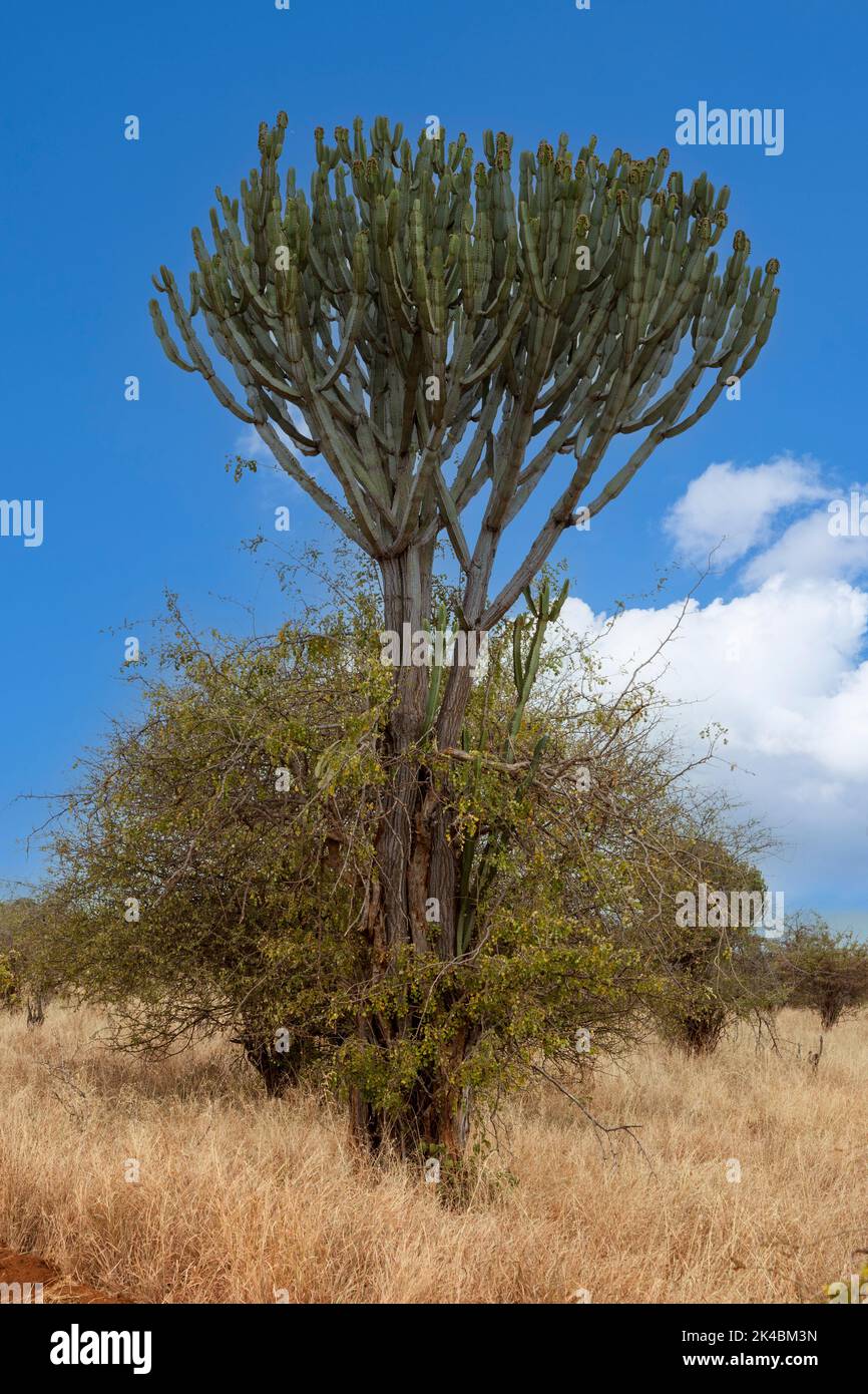 Tanzania. Tarangire National Park.  Candelabra Tree, Euphorbia, relying on other trees and bushes to support its weak trunk. Stock Photo