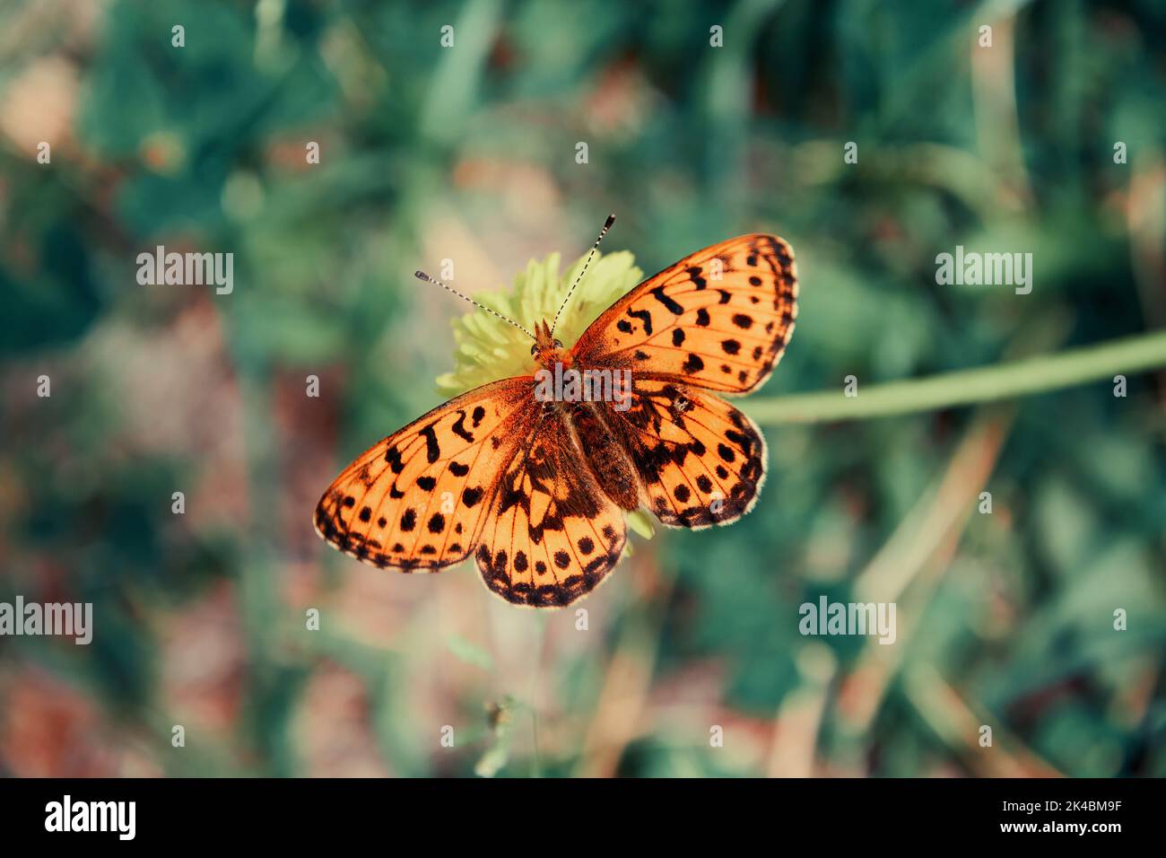 Orange butterfly on the flower above blue and green grass. Toned animals and nature image Stock Photo