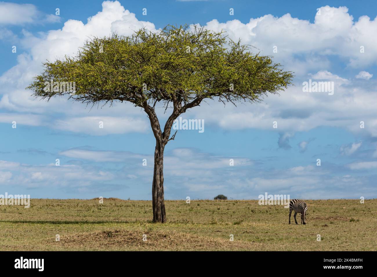 Tanzania. Serengeti. Balanites Aegyptiaca, Desert Date Tree, or Thron Tree, or Soap Berry Tree. Stock Photo