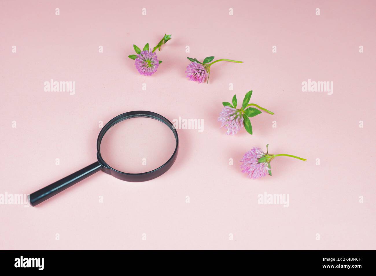 Magnifying glass on the pink background surrounded by red clover flowers. Medicinal herbs ready to examining, identifying and researching. Magnifier. Stock Photo