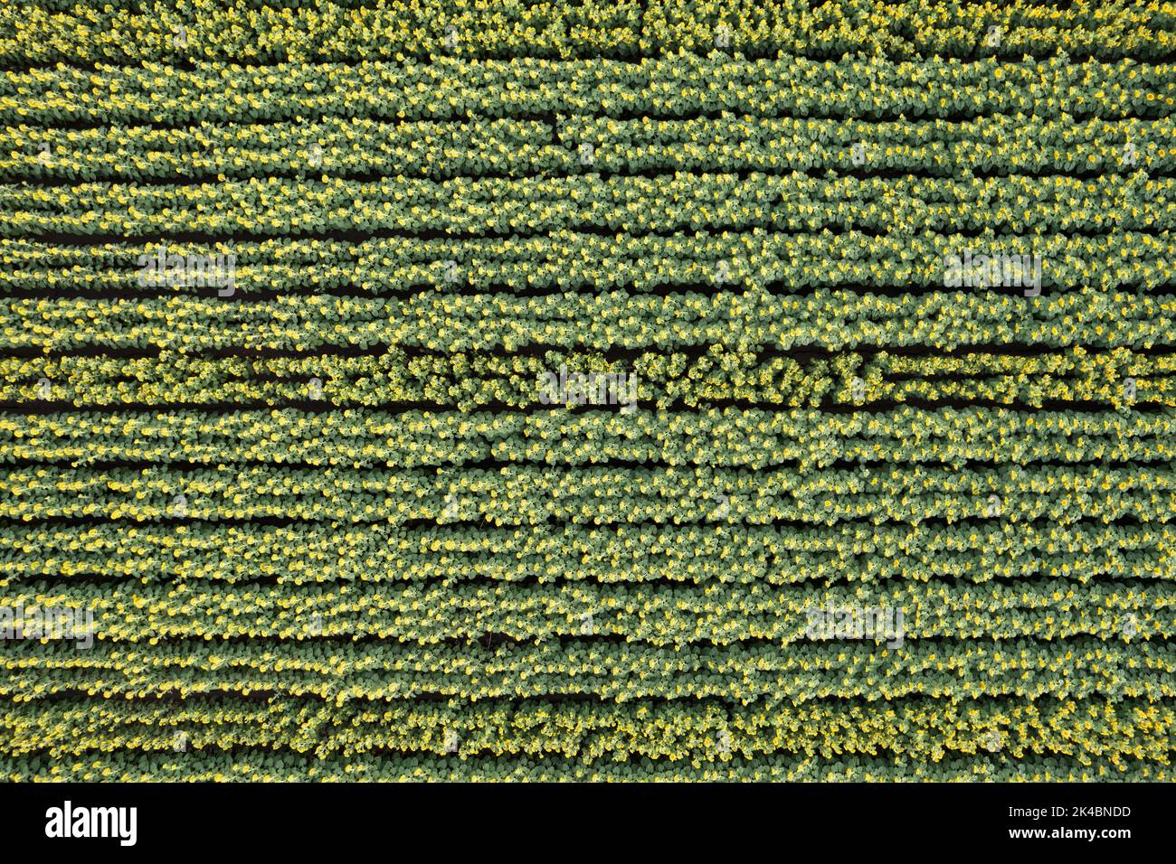An aerial view of a sunflower field, California Stock Photo - Alamy
