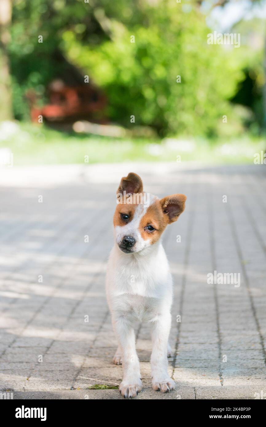 Little crossbreed puppy portrait. Pet baby looking at camera. From dog shelter was adopted to the loving family. Stock Photo