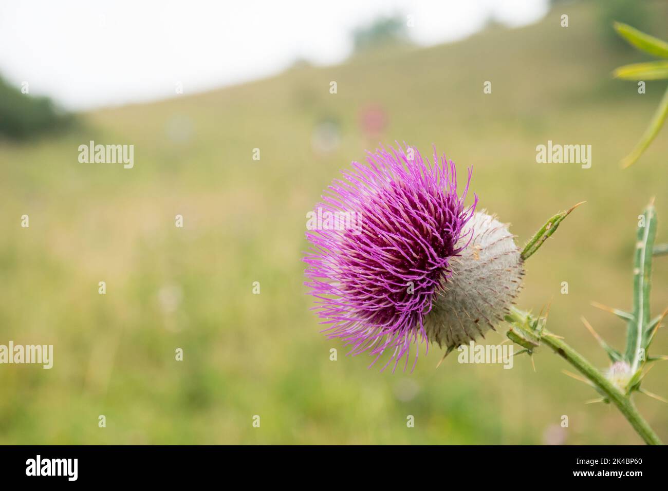 Cirsium eriophorum commonly woolly thistle. Plant detail photo of the rare thistle. Copy space for text. Flower purple head on the meadow. Stock Photo