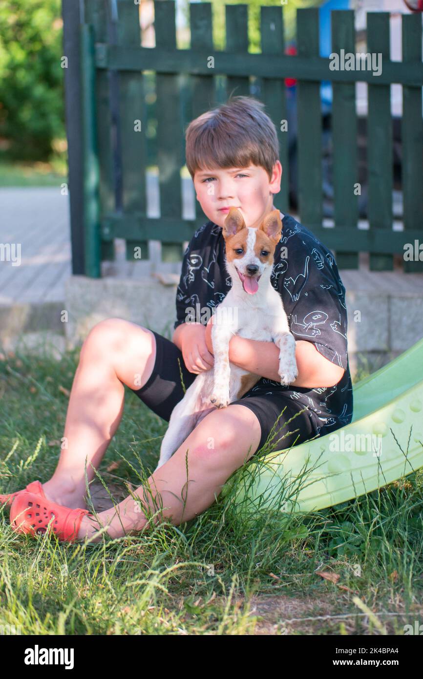 Boy holding puppy of Jack Russel terrier mixed breed adopted from dog shelter. Crossbreed of cute doggy. Child holds white brown pet. Dog tongue out. Stock Photo