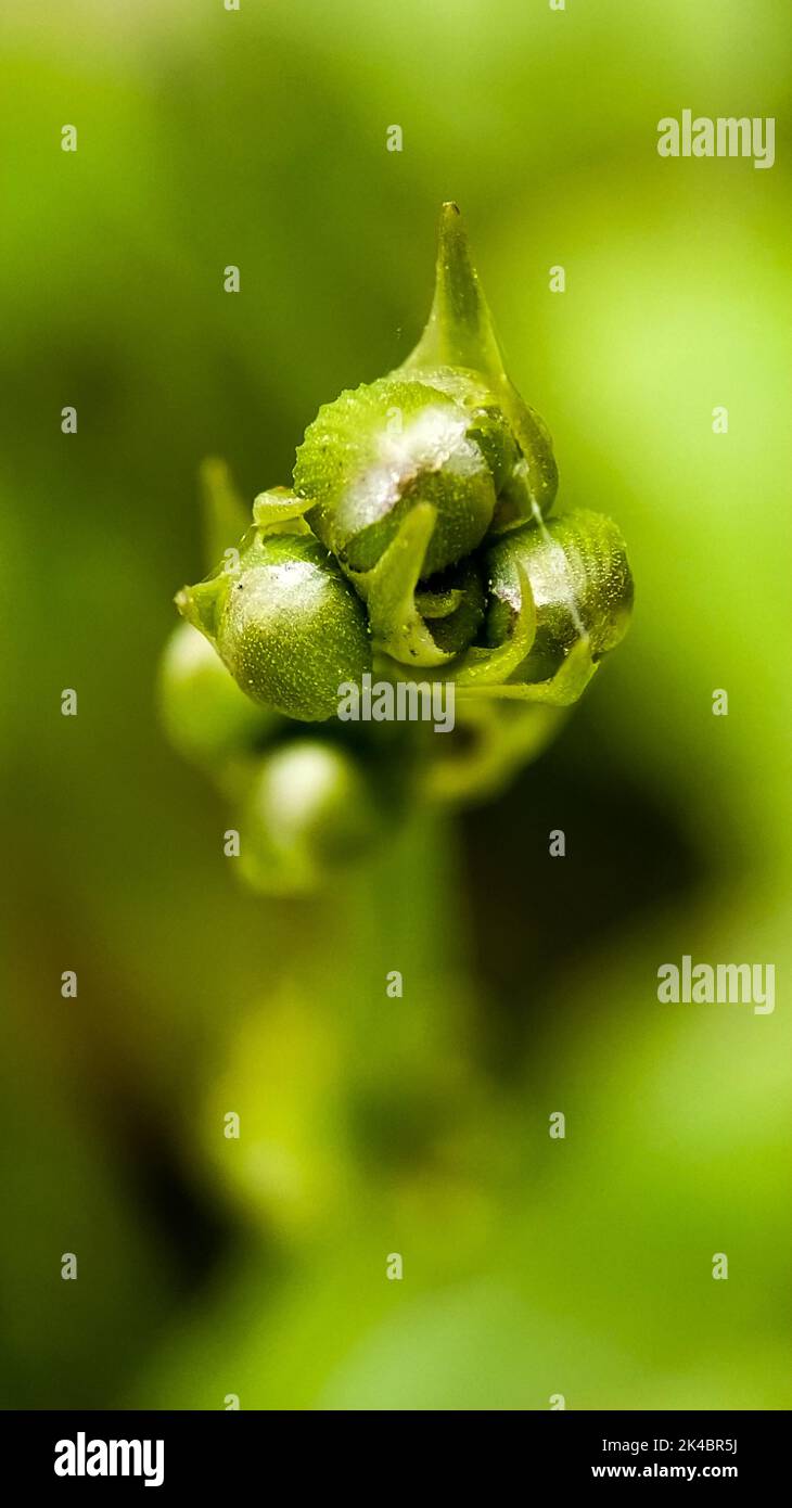 A vertical shot of a green bud plant ready to bloom against a blurry green background Stock Photo