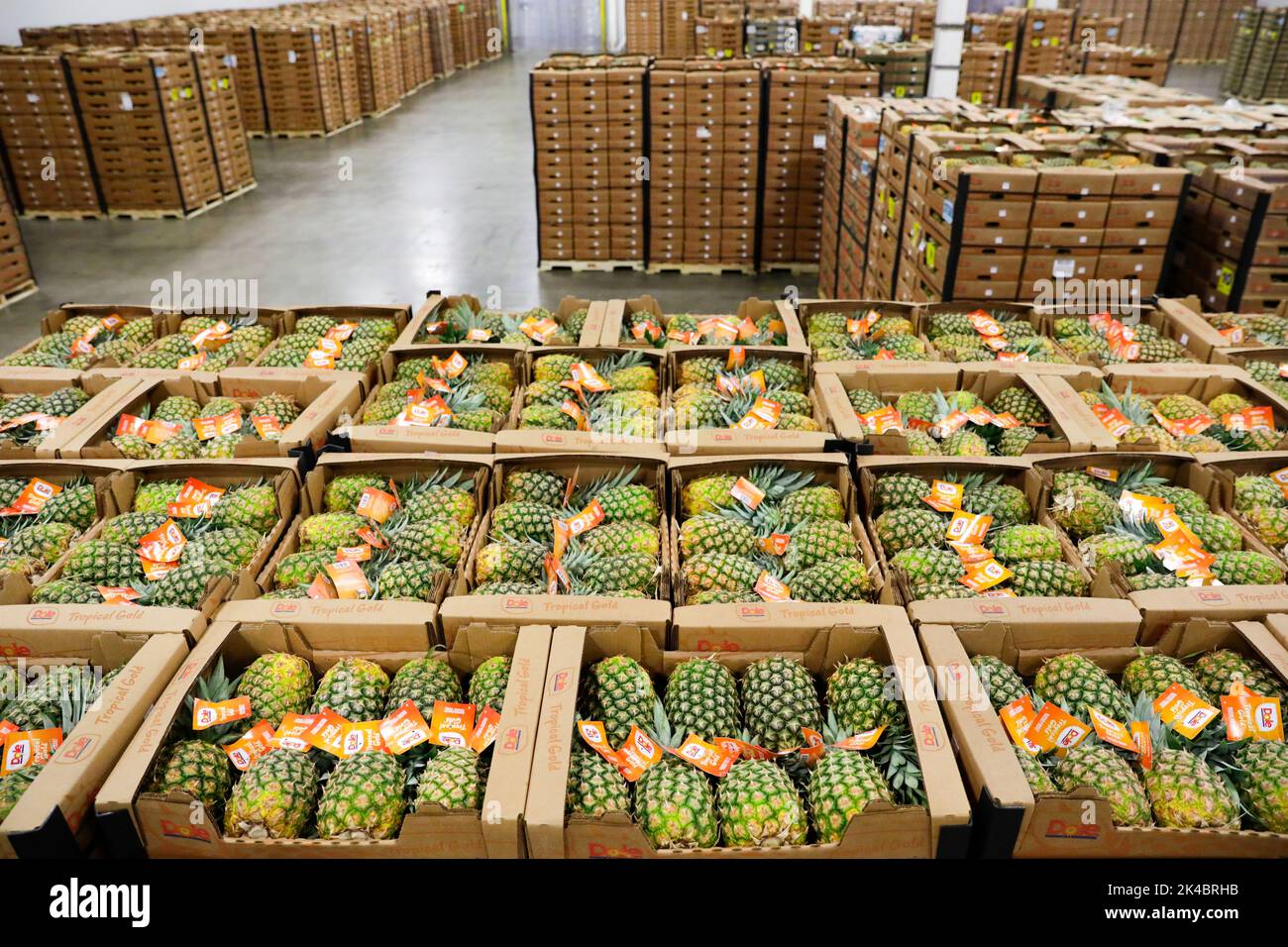 Pallets loaded with thousands of pineapples await distribution to the
