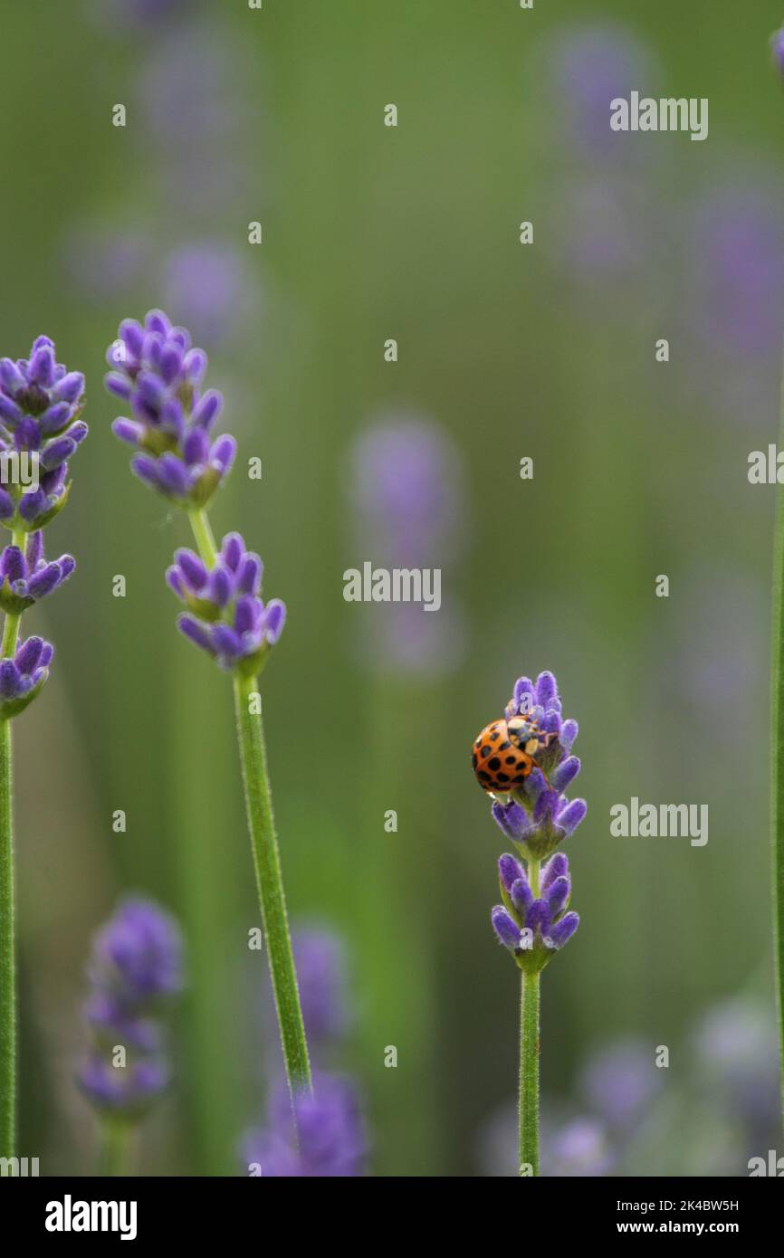 An orange lady bug on a lavender flowers Stock Photo