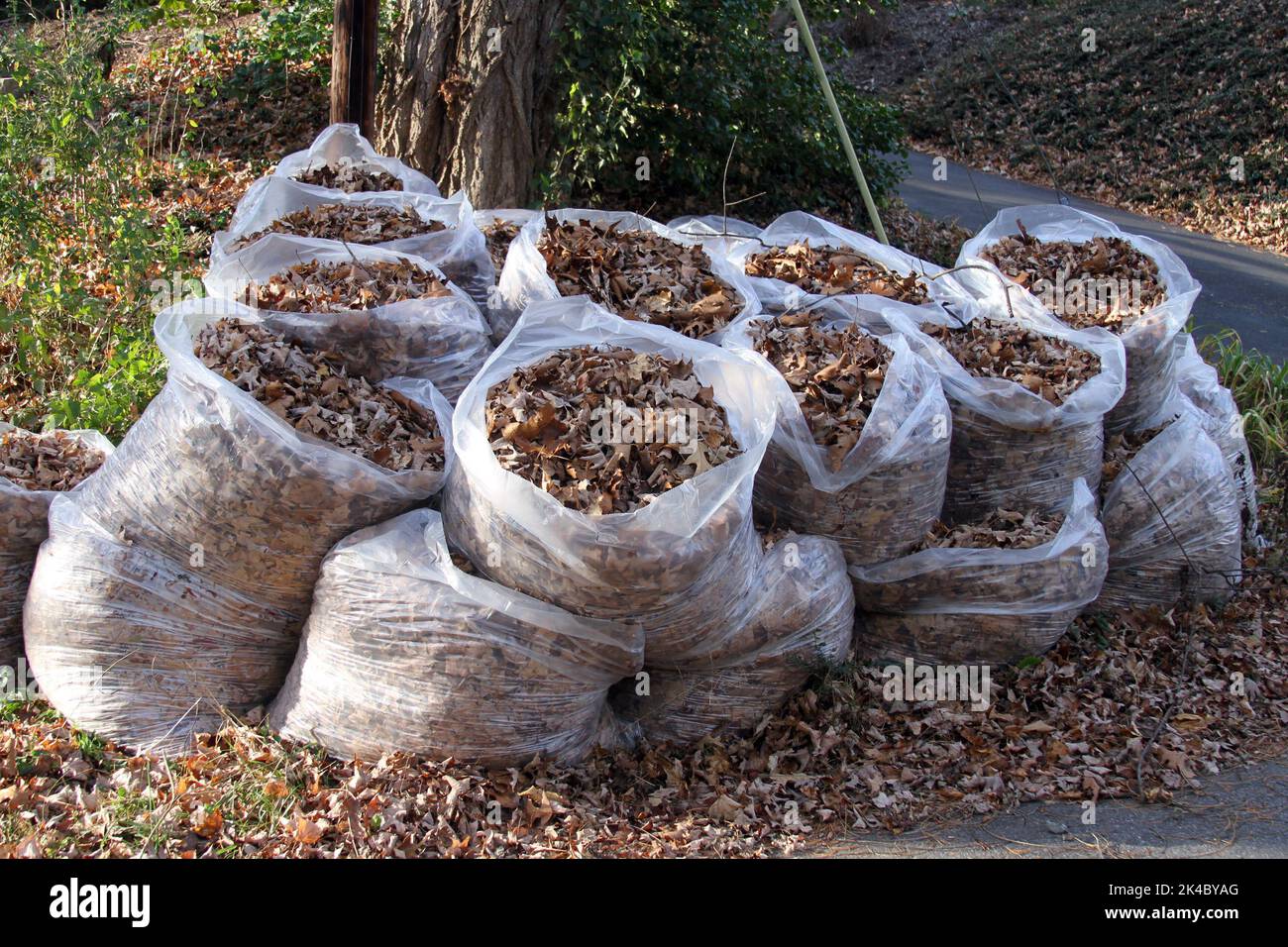 Large, transparent, plastic trash bags stuffed with colorful autumn leaves and left outside on the curb ready for pickup and disposal Stock Photo