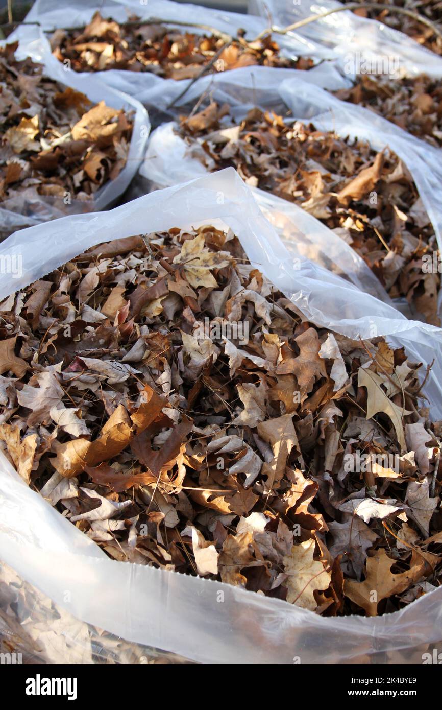 Large plastic bags stuffed with colorful, dry autumn leaves ready for pickup and disposal Stock Photo