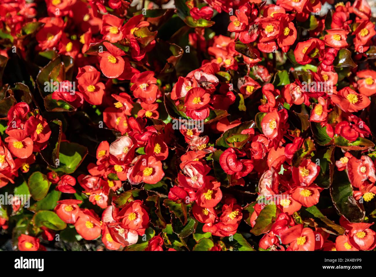 A closeup of vibrant red Begonia flowers in a park Stock Photo