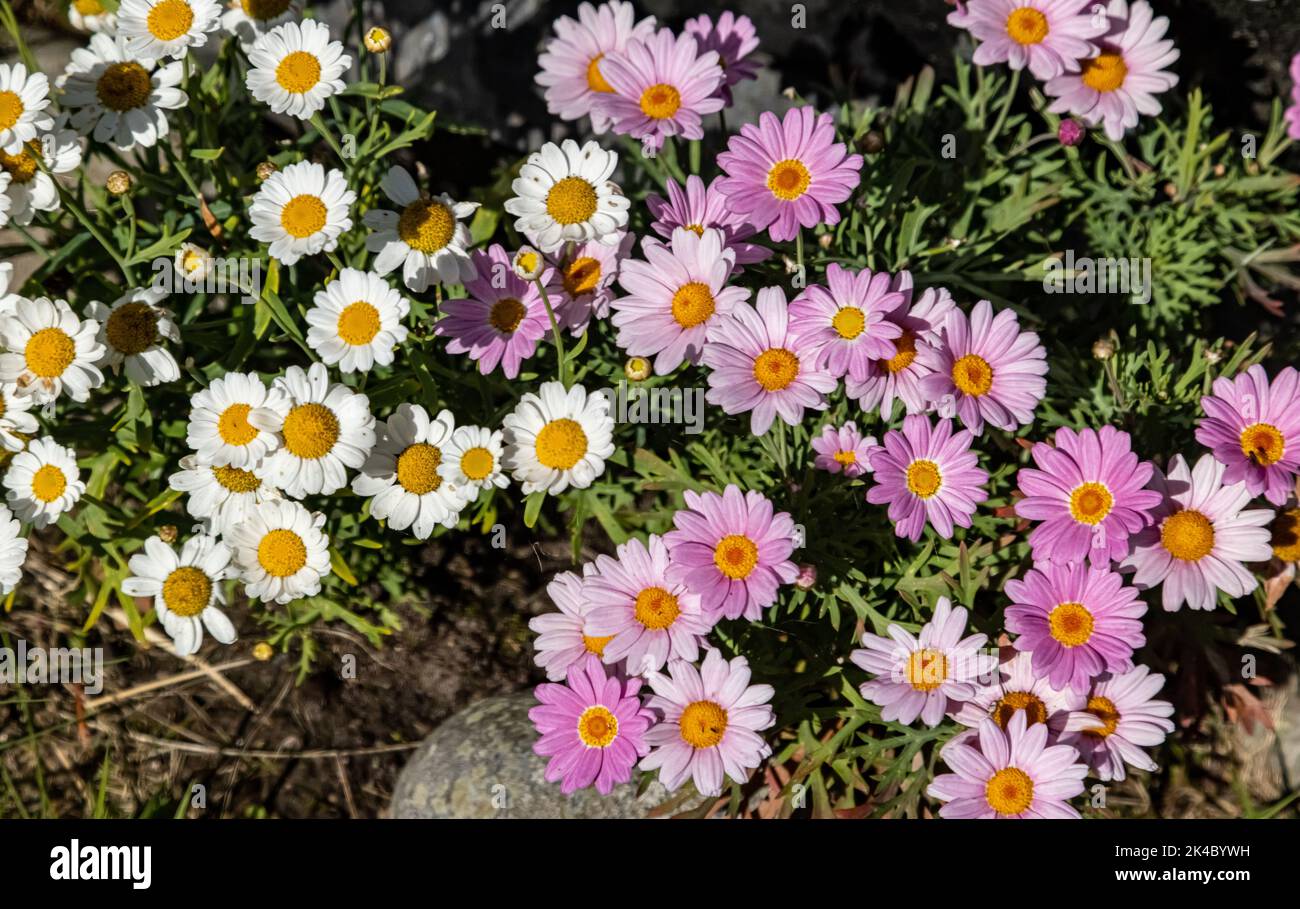 A closeup of Pyrethrum flowers in a park Stock Photo