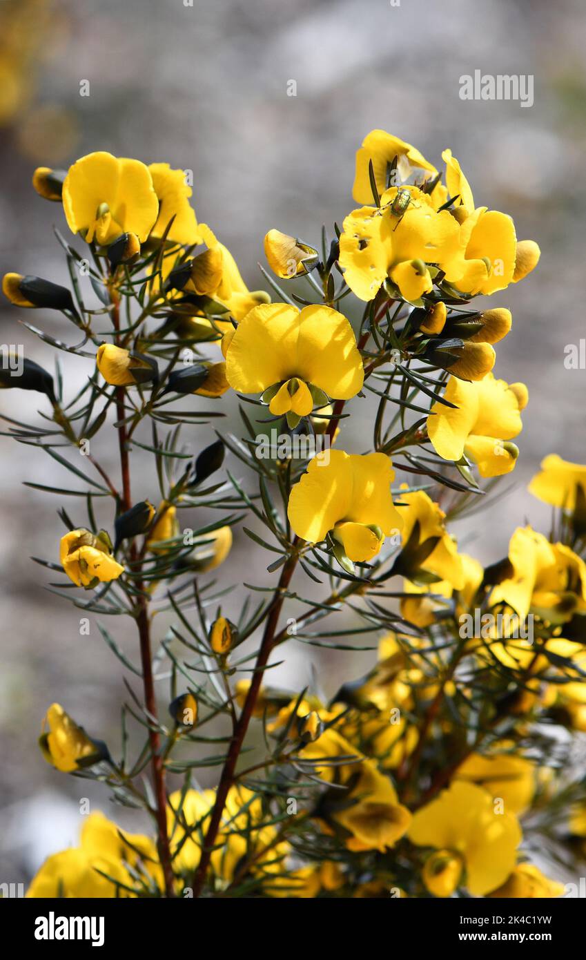 Yellow flowers of the Australian native Large Wedge Pea, Gompholobium grandiflorum, family Fabaceae. Spring flowering Stock Photo