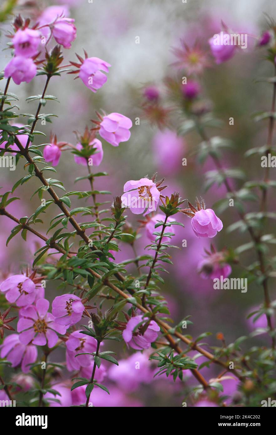 Pink flowers of the Australian native River Rose, Bauera rubioides, family Cunoniaceae, growing in Sydney woodland, NSW. Endemic to heath and forest Stock Photo