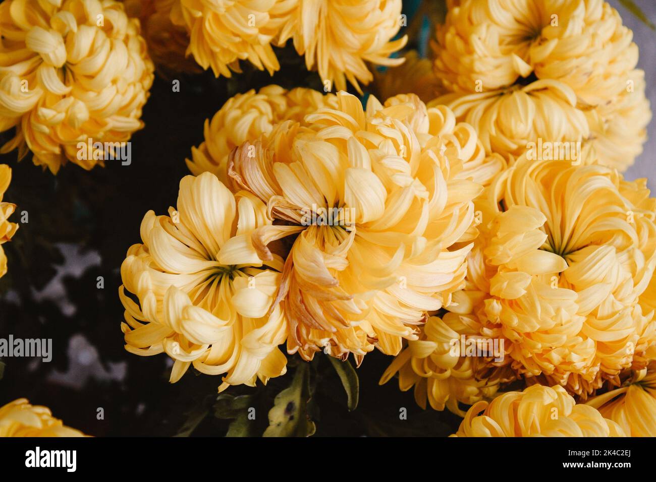 A closeup shot of yellow Chrysanthemum grandiflorum flowers Stock Photo