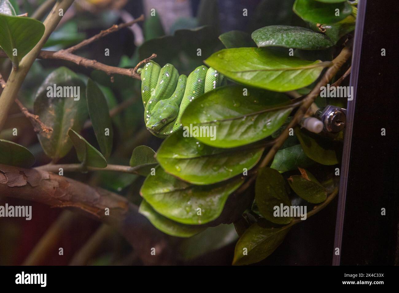 A Green tree python on the branch Stock Photo - Alamy