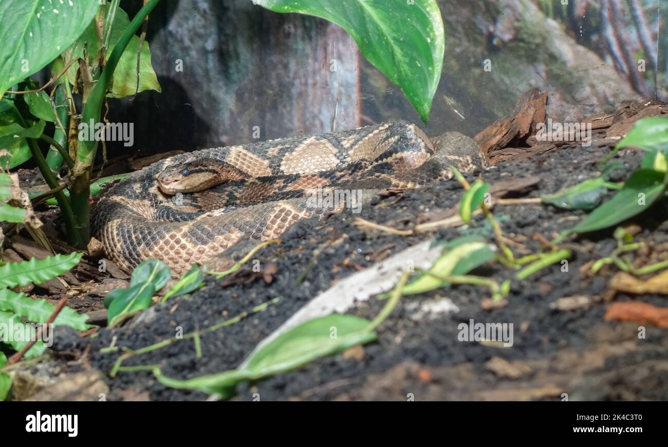 Lachesis muta snake, aka Southern American bushmaster, found in South America. Stock Photo