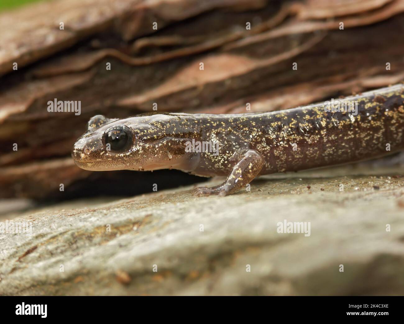 Closeup on a brassy colored juvenile Japanese Hokkaido salamander, Hynobius retardatus on a stone Stock Photo