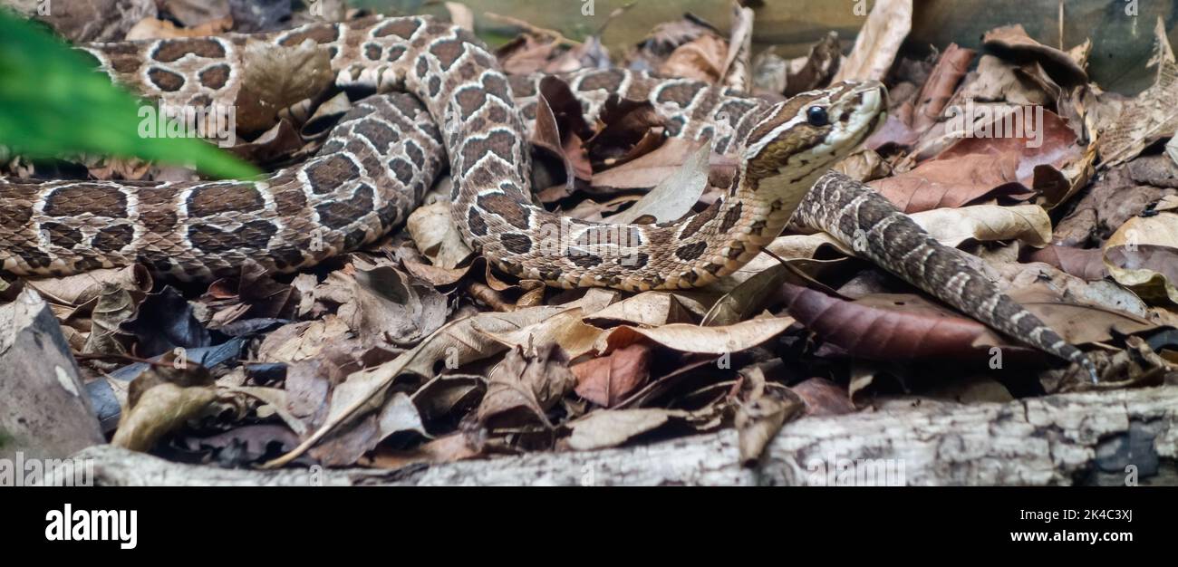 Painted Lancehead snake, or Bothrops diporus. Close up view Stock Photo