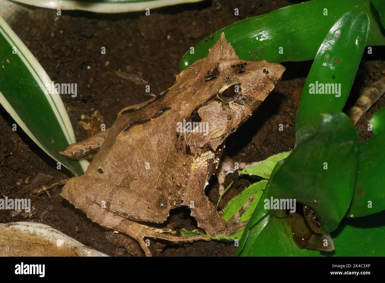 Detailed closeup on Gunther's Triangle Frog, Cornufer guentheri sitting on a leaf Stock Photo