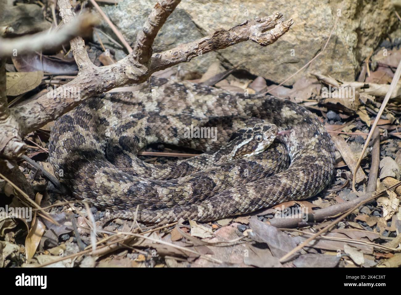 Caatinga Lancehead snake, or Bothrops erythromelas. Jararaca da seca brazilian. Stock Photo