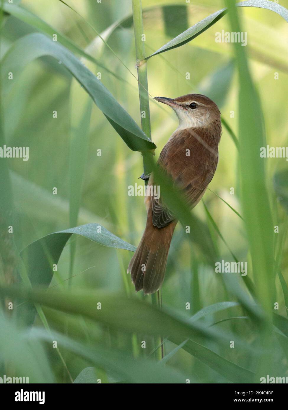 Oriental Reed Warbler (Acrocephalus orientalis), vertical view, single adult in reeds, Mai Po, Hong Kong Stock Photo
