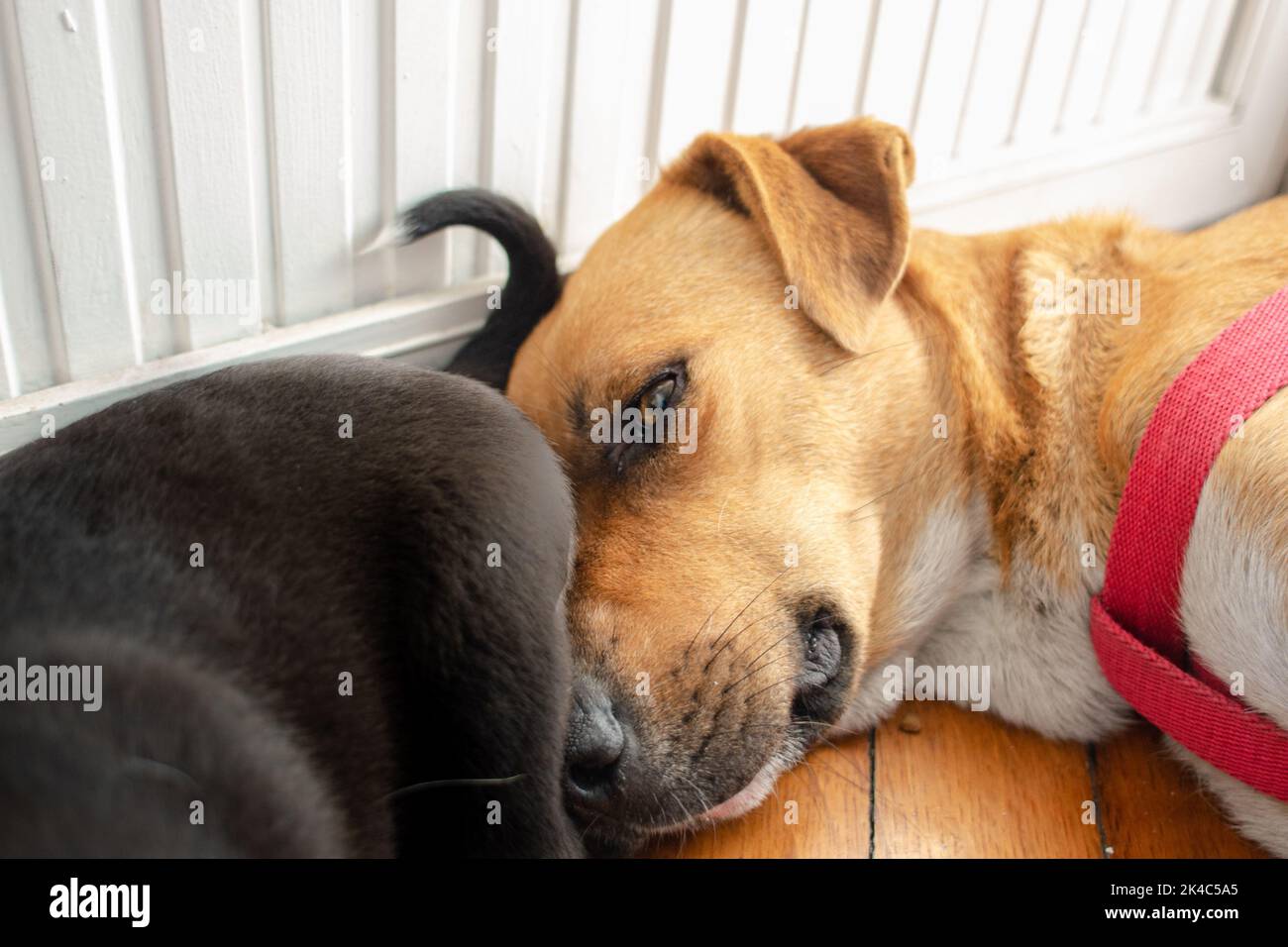 A closeup of a Potcake dog lying with her puppies at home Stock Photo