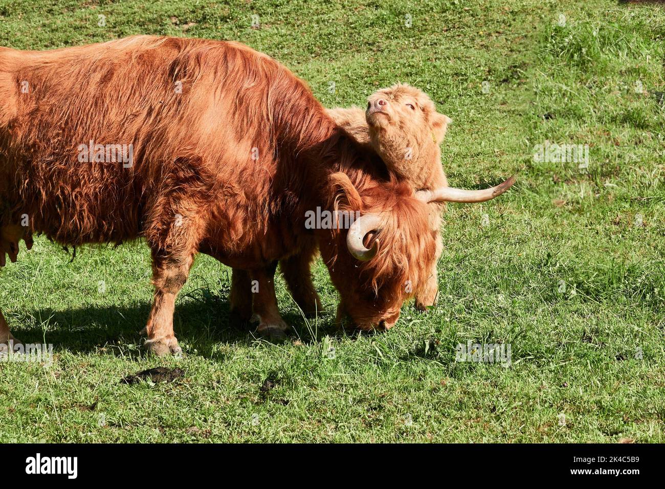 A brown Scottish highland cattle on the meadow Stock Photo - Alamy