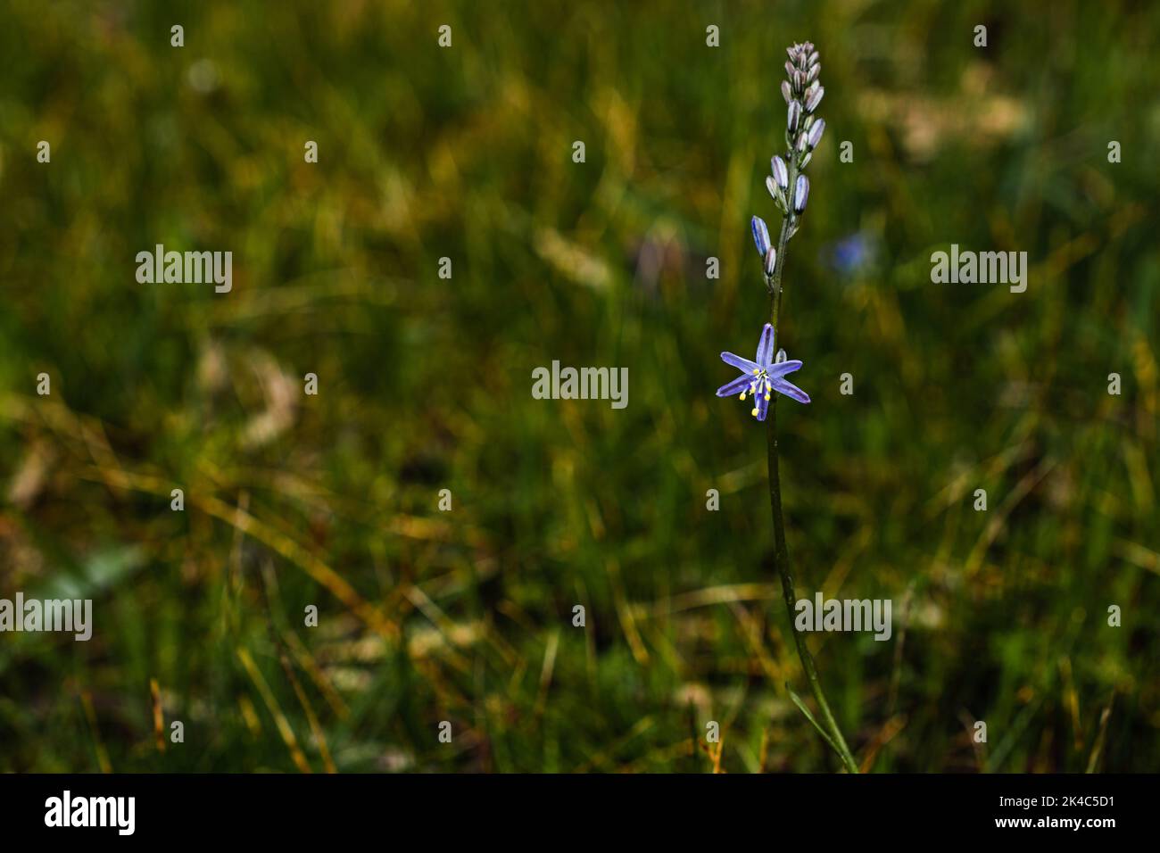 blue grass lily Stock Photo Alamy
