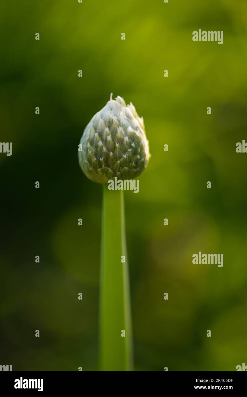 backlit onion flower in garden Stock Photo Alamy