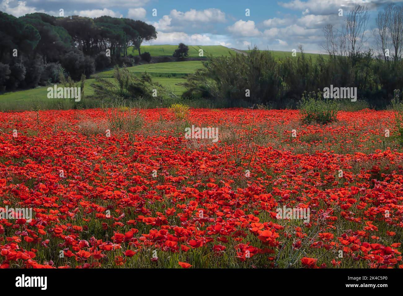 A scenic view of a field of red poppy flowers in a rural area in sunlight Stock Photo