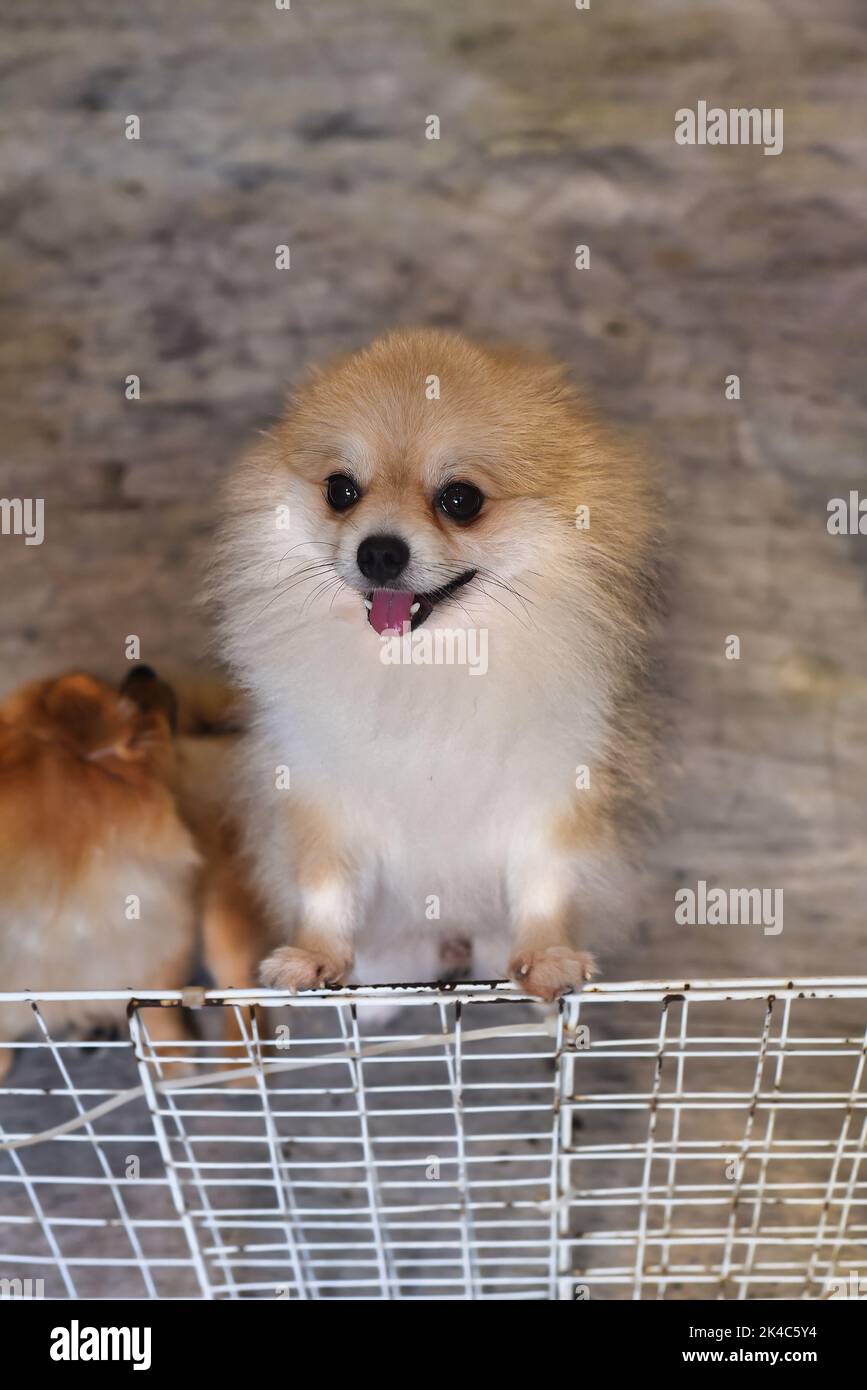 Pomeranian dog meeting an owner on the doorstep Stock Photo