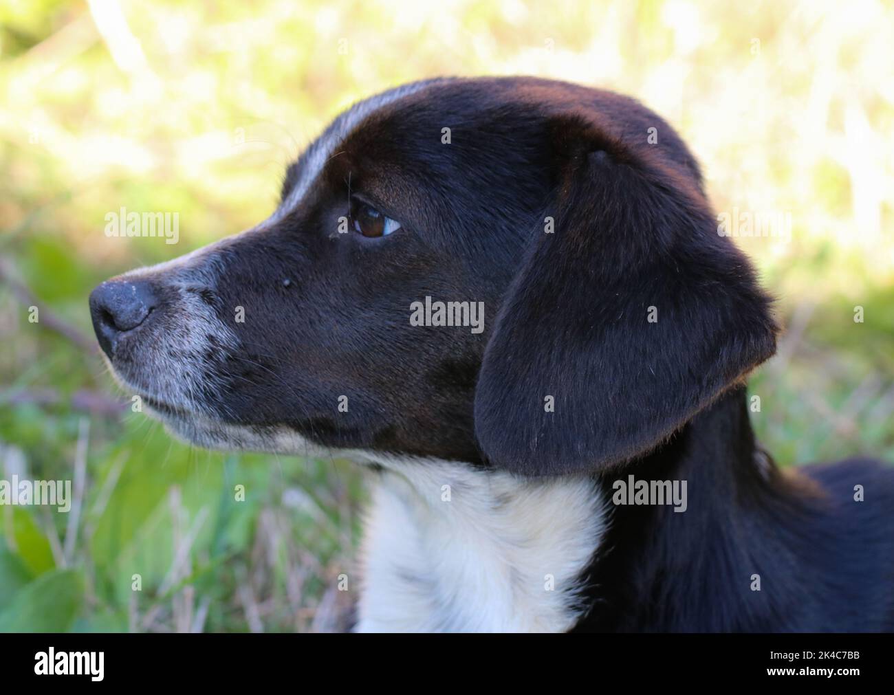 Lassie dog stock image. Image of mouth, furry, drool, whiskers - 4864427