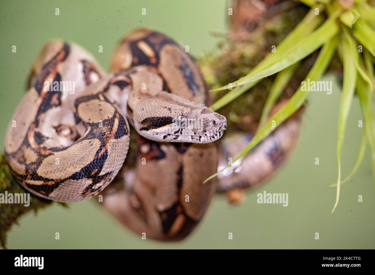 A closeup of Boa imperator snake slithering around green mosy branch on blur background Stock Photo