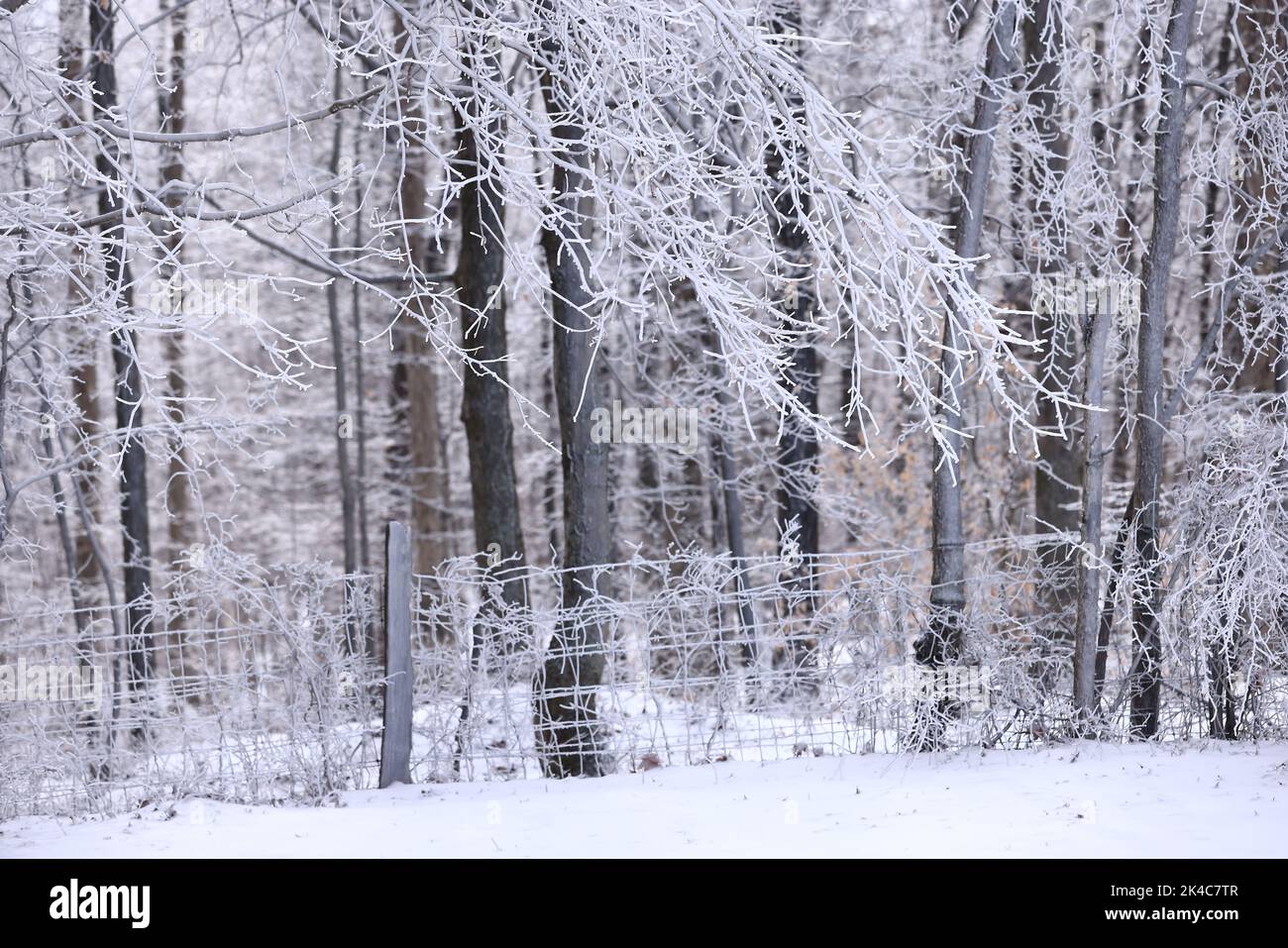 A tree branch and leaves covered with snow during winter Stock Photo ...