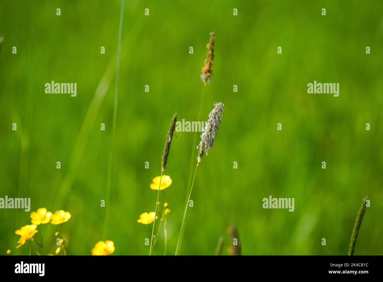 A closeup shot of meadow foxtail (Alopecurus pratensis) plants Stock Photo