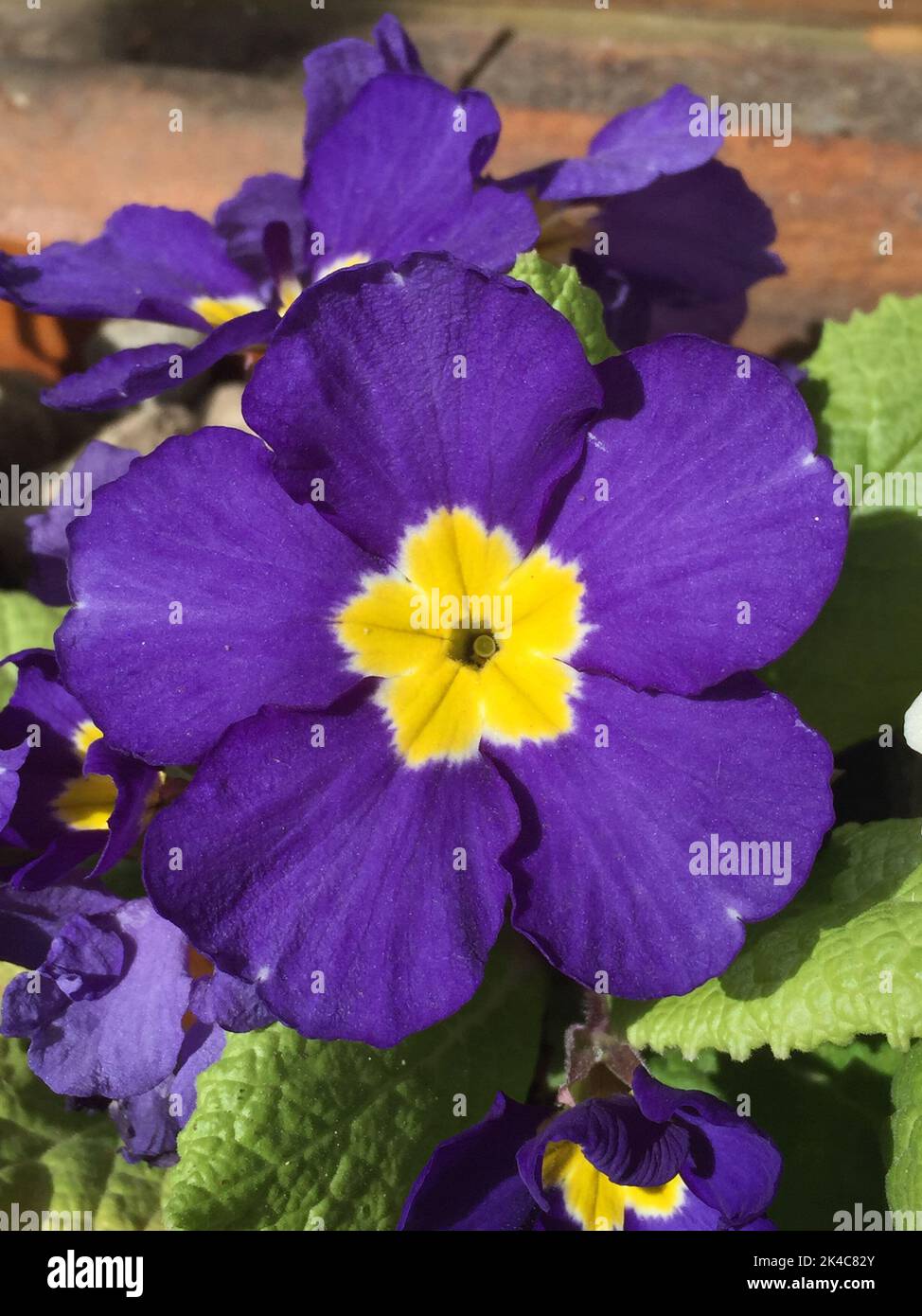 colorful flowers of a  Primula polyantha Stock Photo
