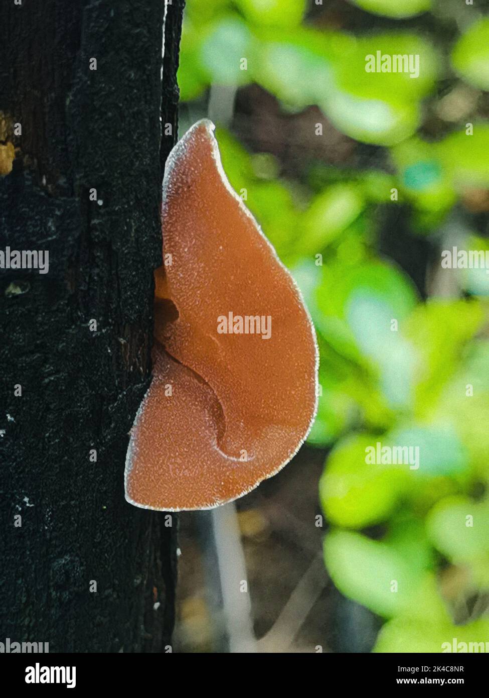 A Wood ear fungus on a tiny tree Stock Photo