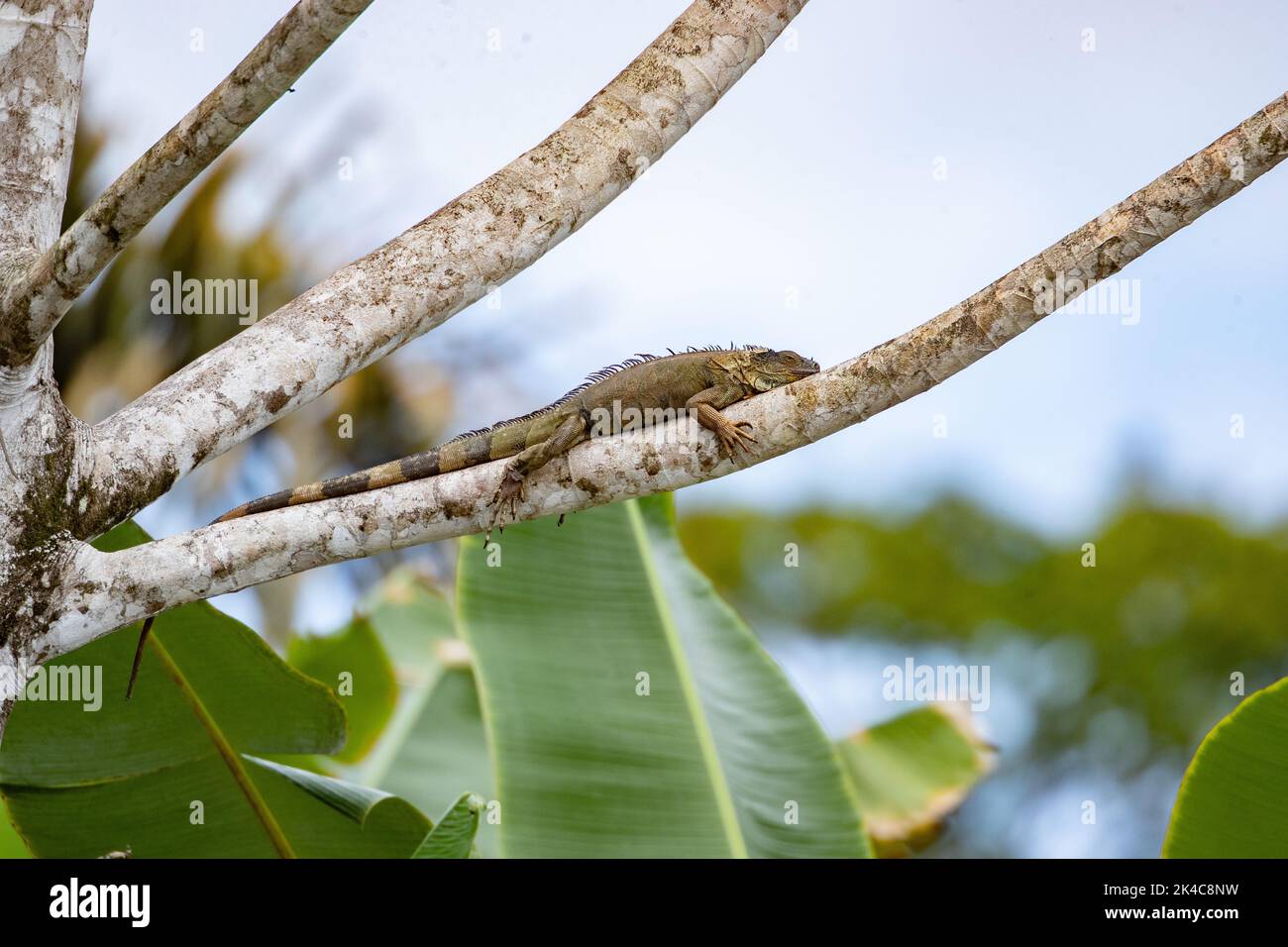 A selective focus shot of iguana resting on tree in Costa Rica Stock Photo