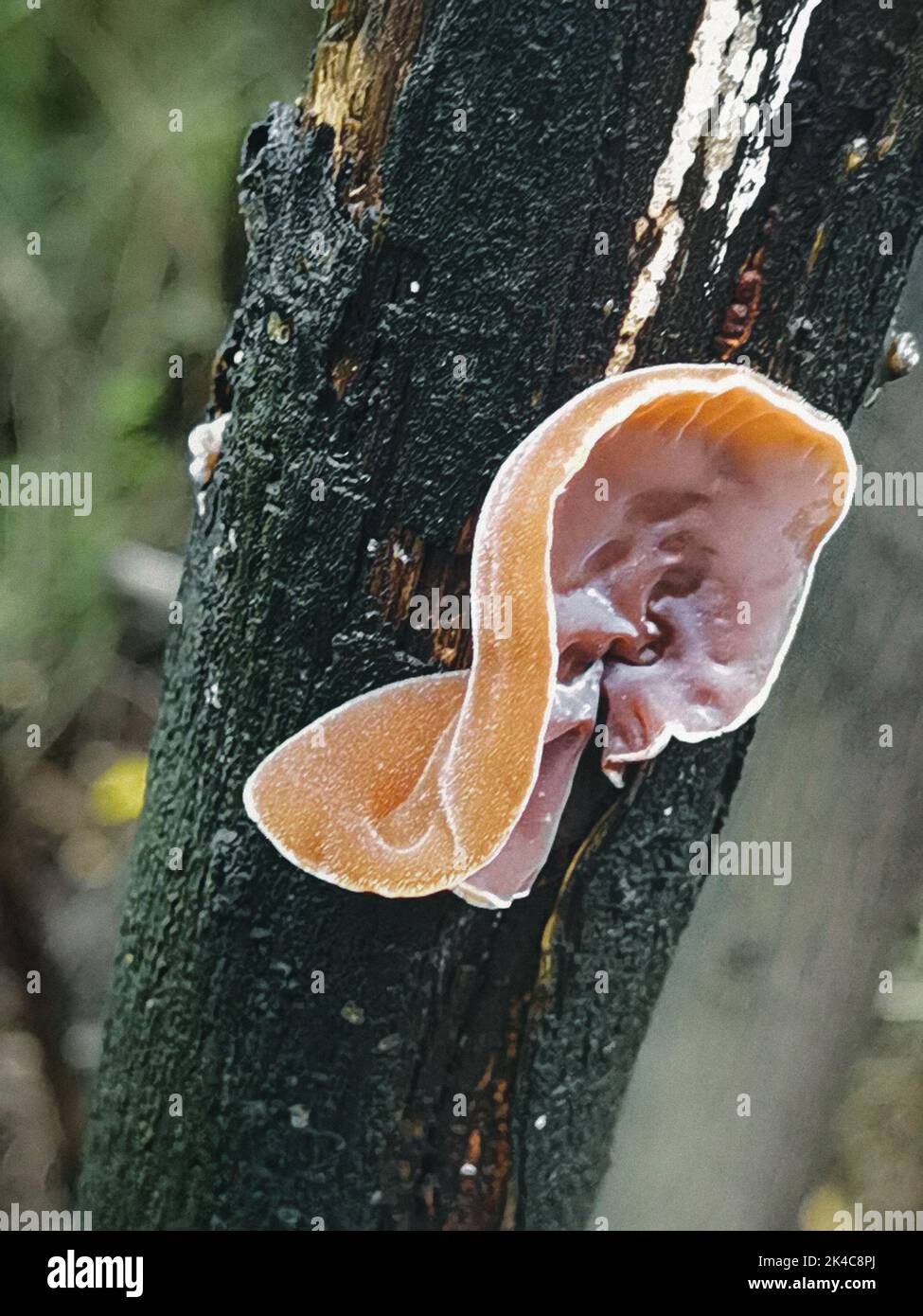 A Wood ear fungus on a tiny tree, vertical Stock Photo