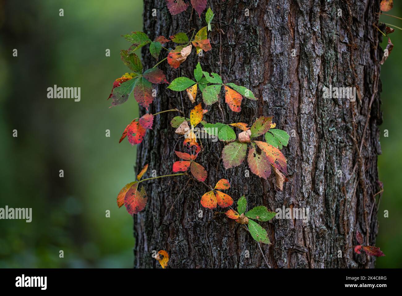 A closeup of the colorful autumn foliage on the tree trunk. Stock Photo