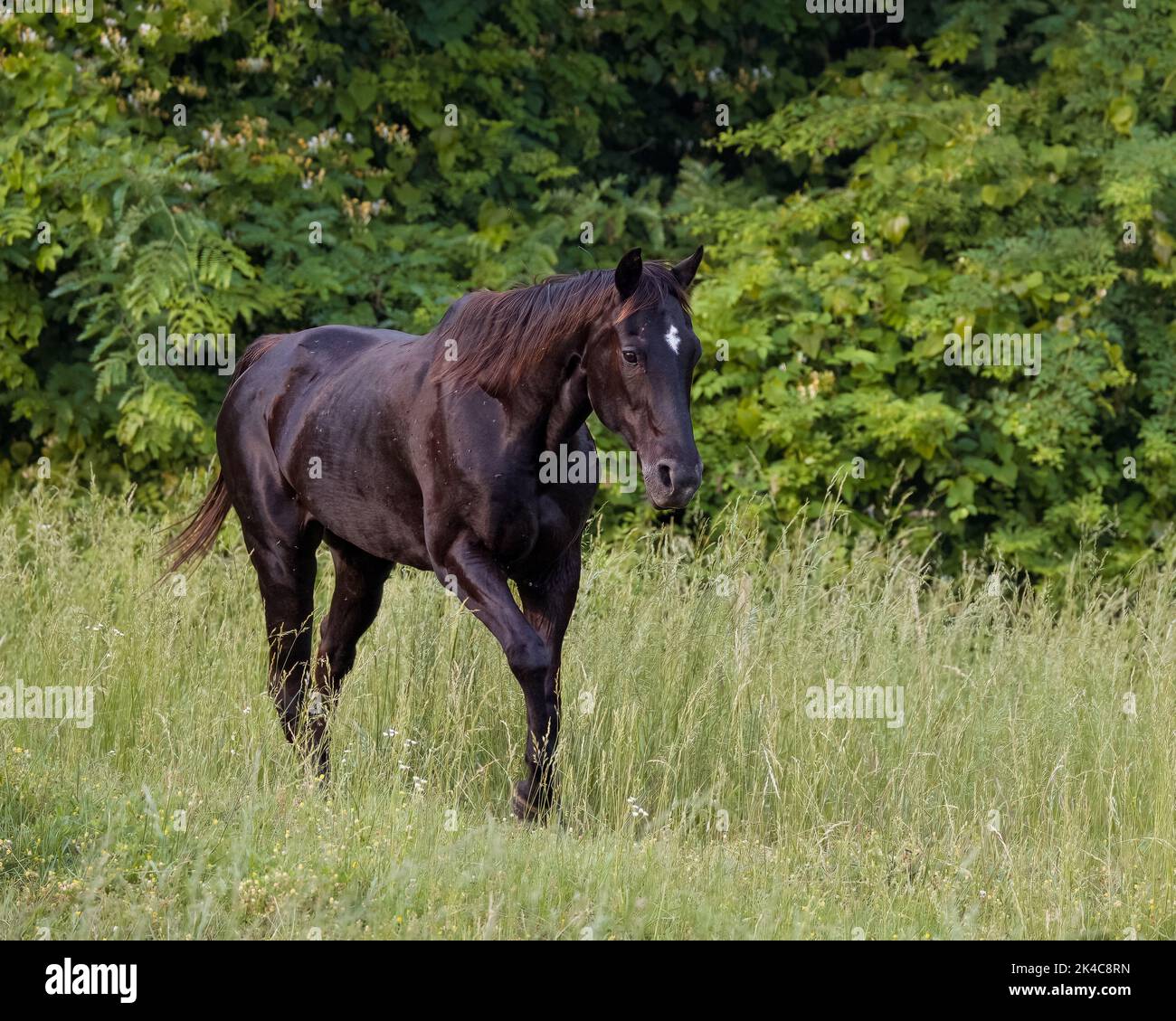 A beautiful black horse walking in the green meadow. Stock Photo