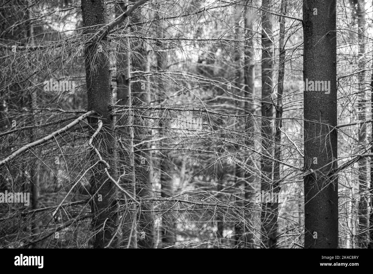 A greyscale shot of dead trees in a forest Stock Photo