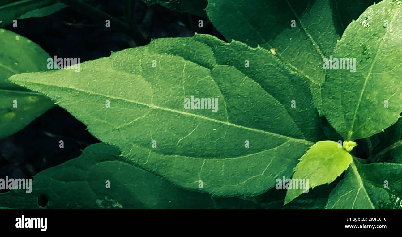 The texture of a green leaf in the forest, close-up Stock Photo