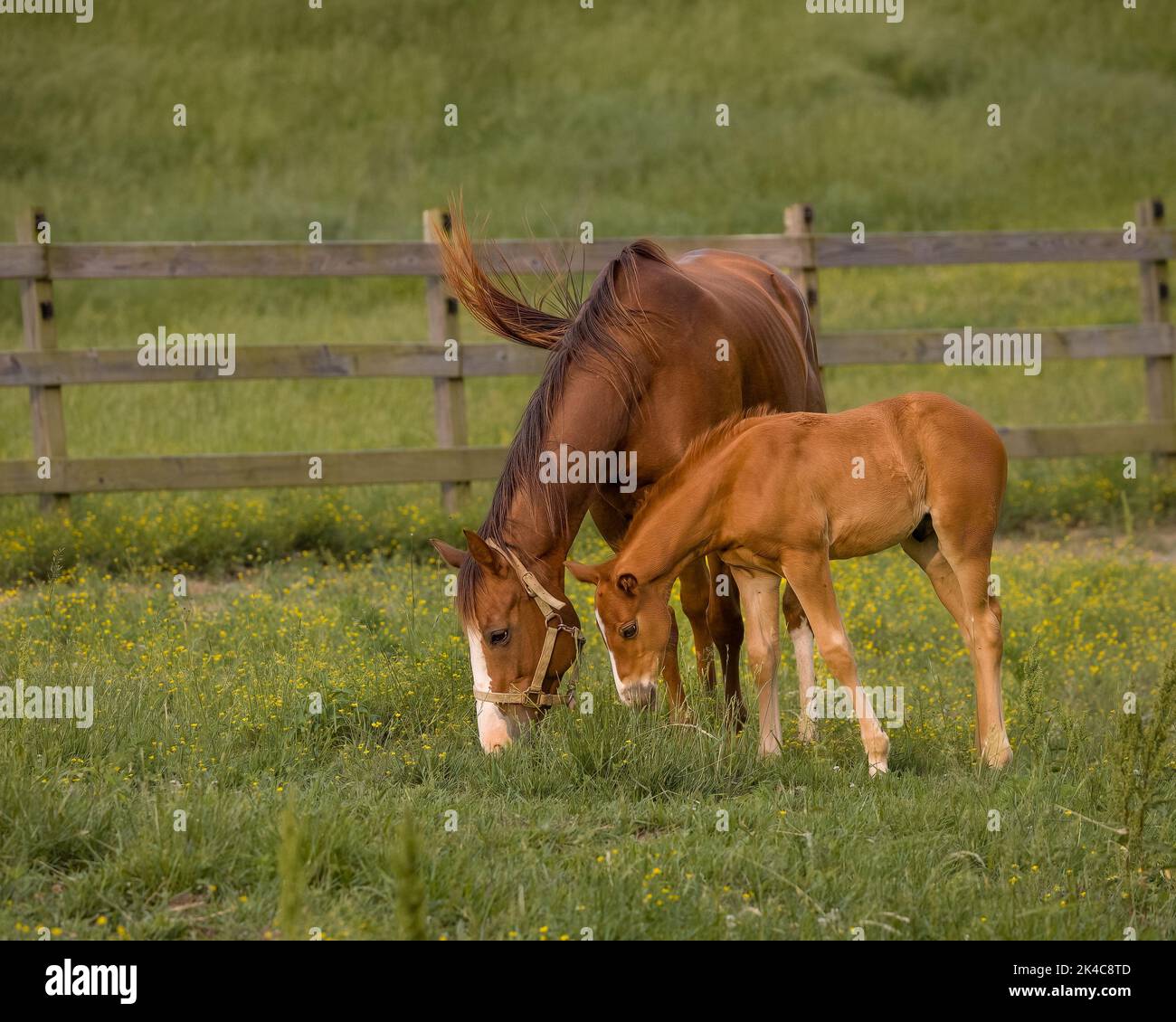 The mare with its foal grazing in the green meadow. Stock Photo