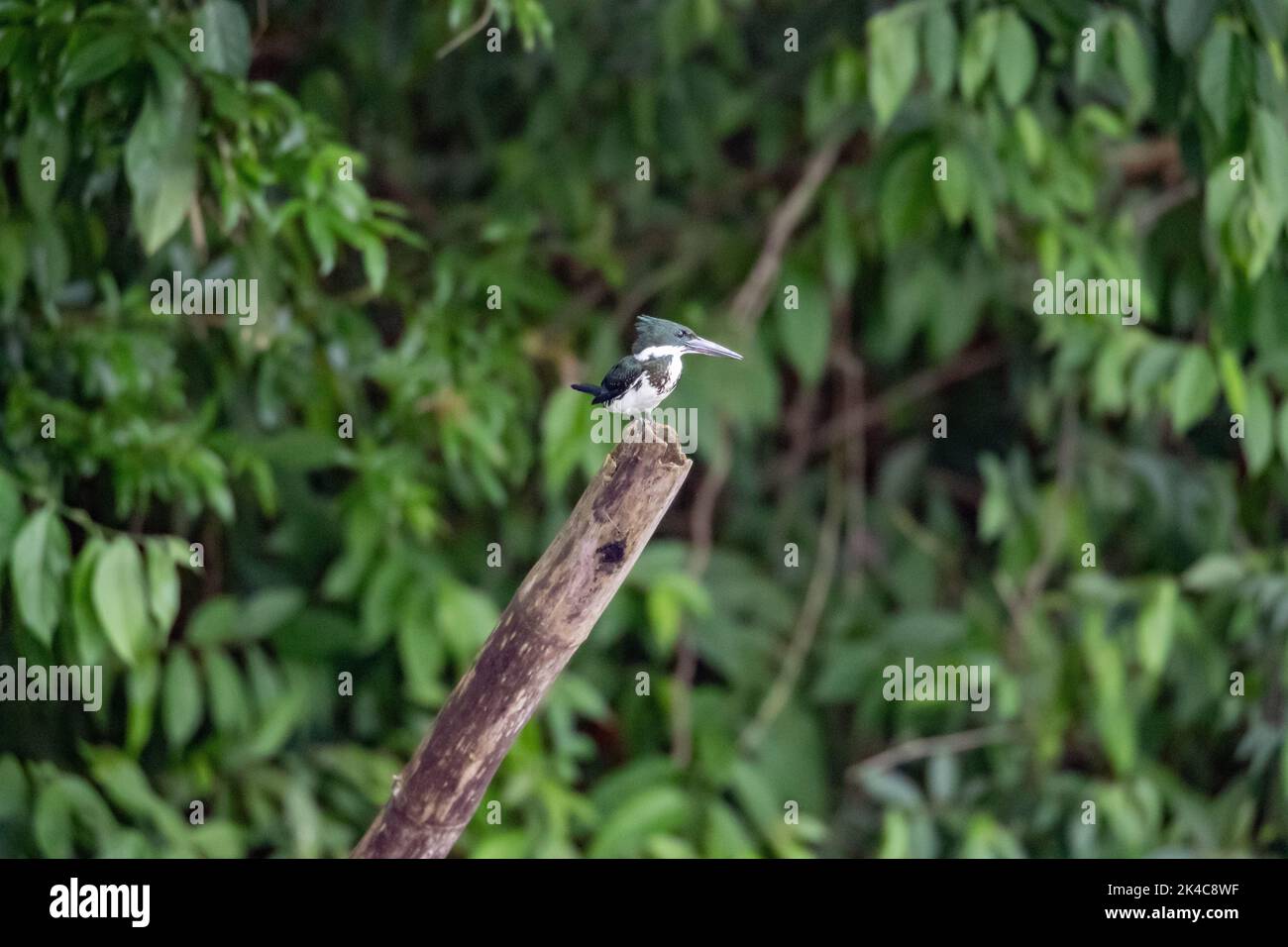 A selective focus shot of amazon kingfisher (chloroceryle amazona) perched on a wooden post Stock Photo