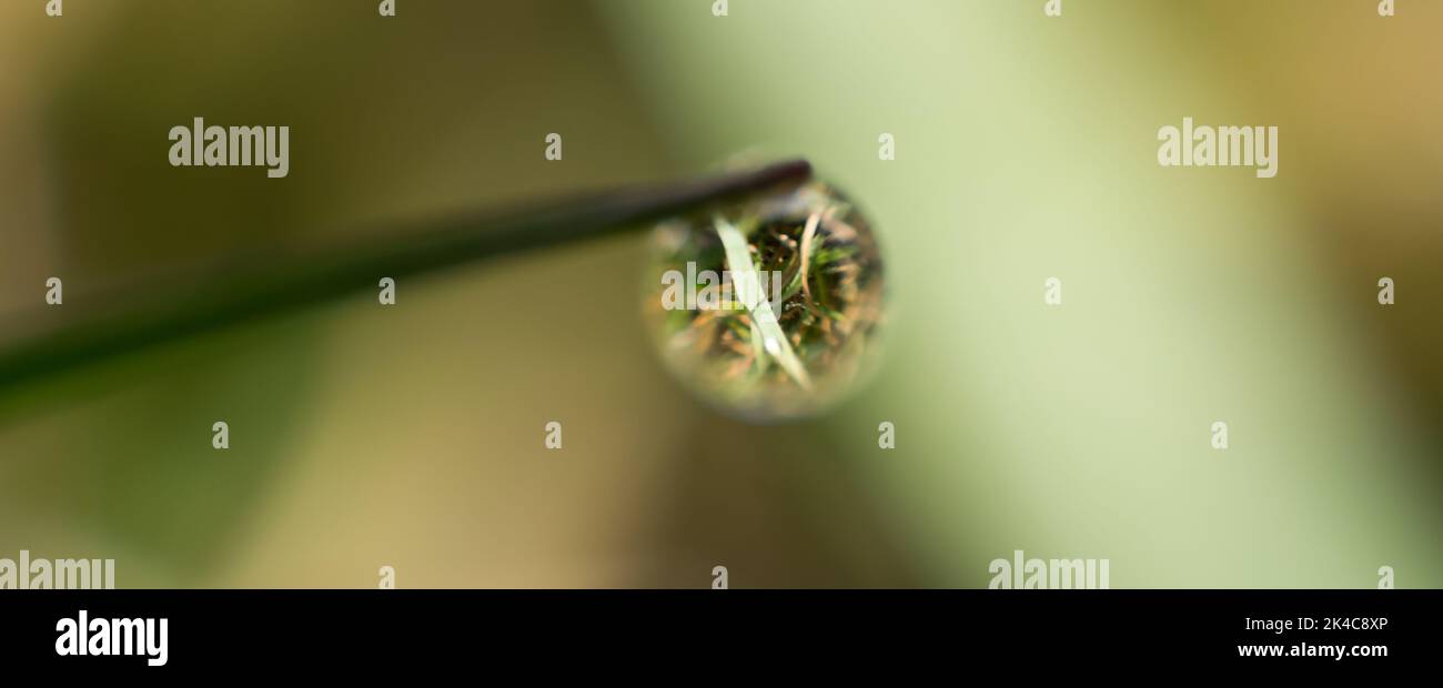 A selective focus shot of a round water droplet on a branch over grasss Stock Photo