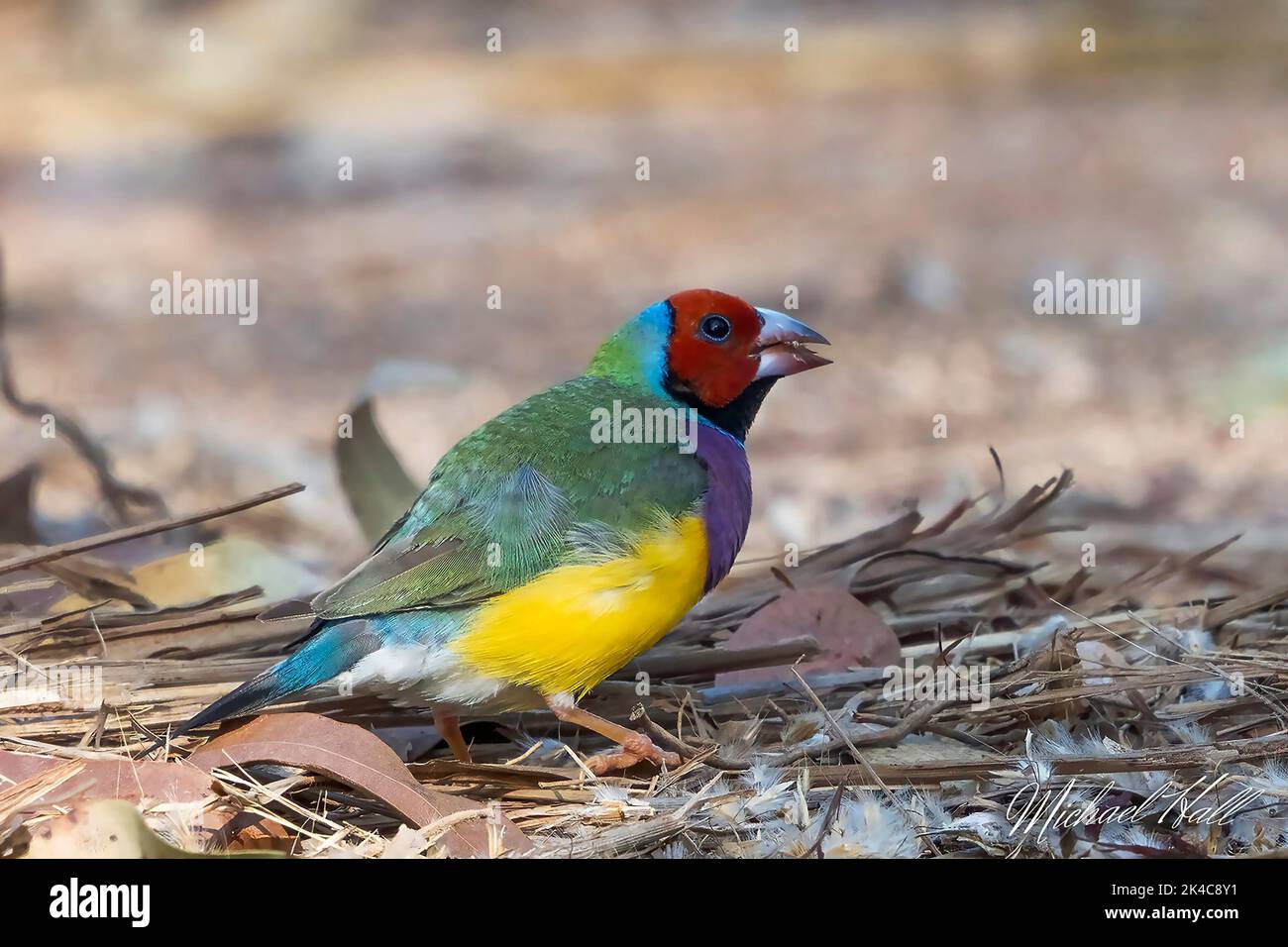 A closeup of adorable Gouldian finch standing on dry leaves and twigs on the ground Stock Photo