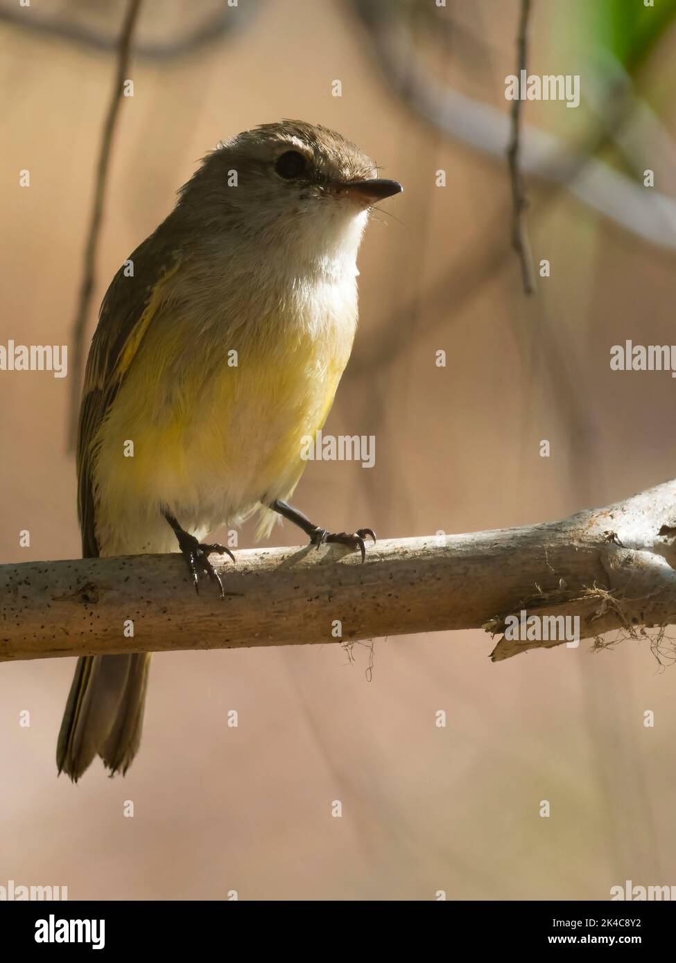 A vertical closeup of adorable Lemon-bellied flyrobin perched on a branch Stock Photo