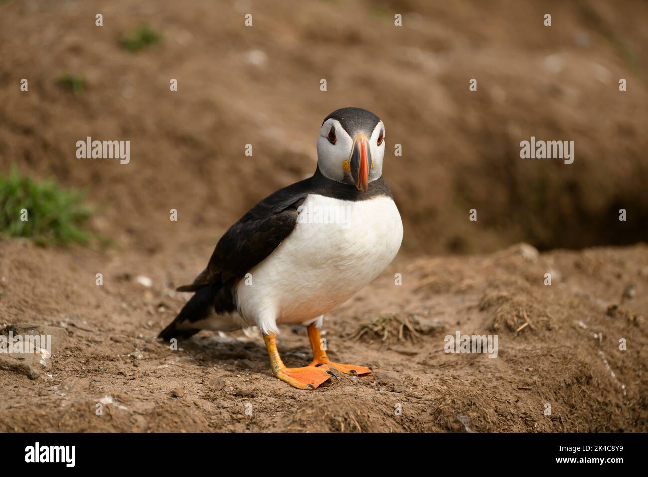 A closeup of adorable Atlantic puffin bird looking around standing on the ground Stock Photo