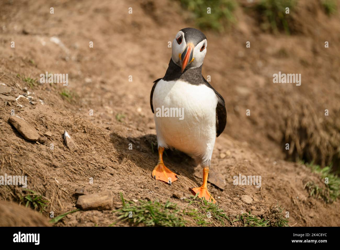 A closeup of adorable Atlantic puffin bird staring at the camera standing on the ground Stock Photo